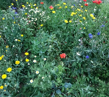 Colourful wildflowers at Salhouse station