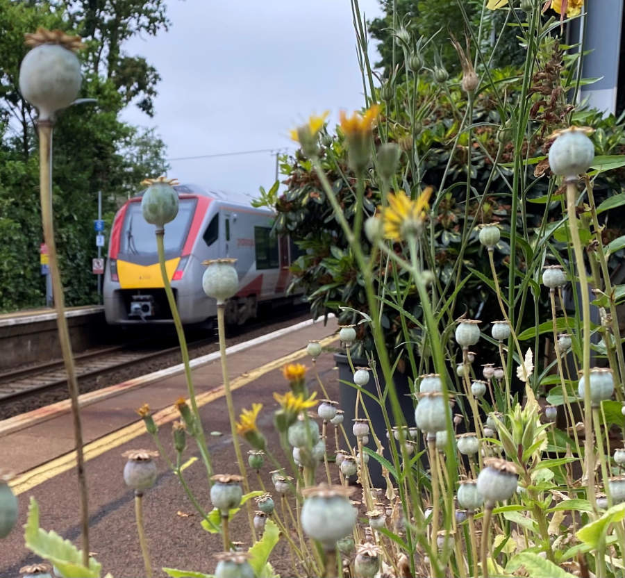 A new Greater Anglia train poppies growing in a station garden.