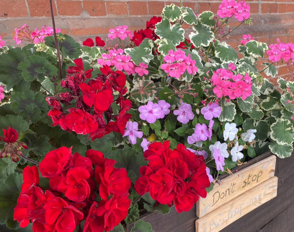 Planter with red, white, pink and lilac flowers created by Ely adopters