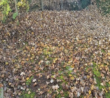 Audley End car park with fallen leaves