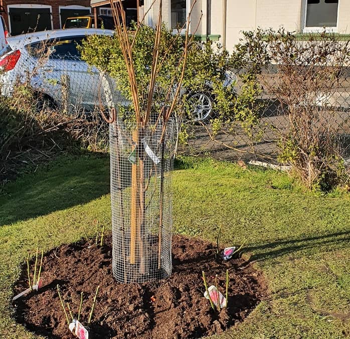 The newly planted tree and roses at South Woodham Ferrers station