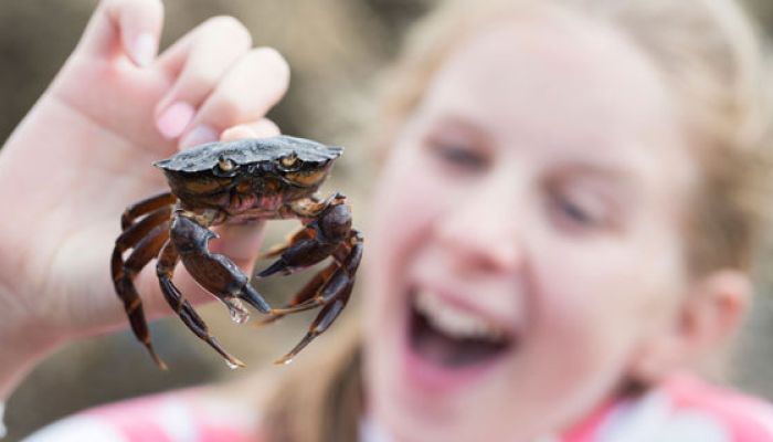 Catch a crab with the kids off Cromer Pier