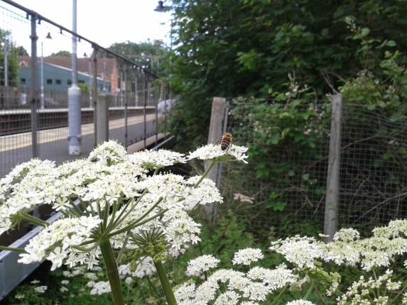 A bee on flowers at Ingatestone station 