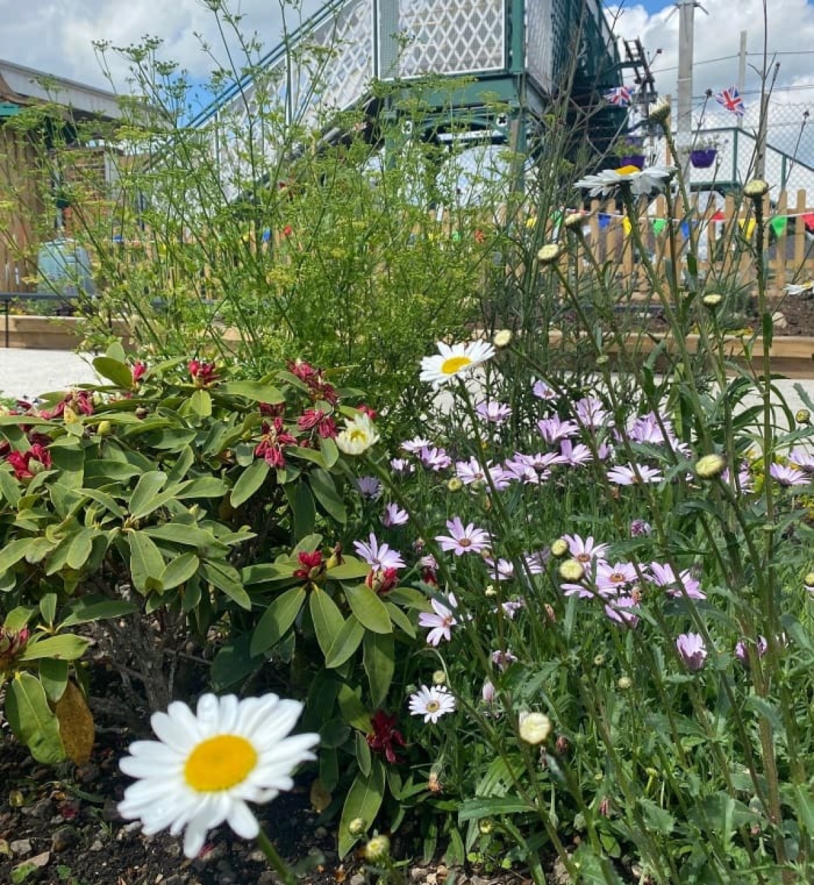 Daisies in Rayleigh station's new garden