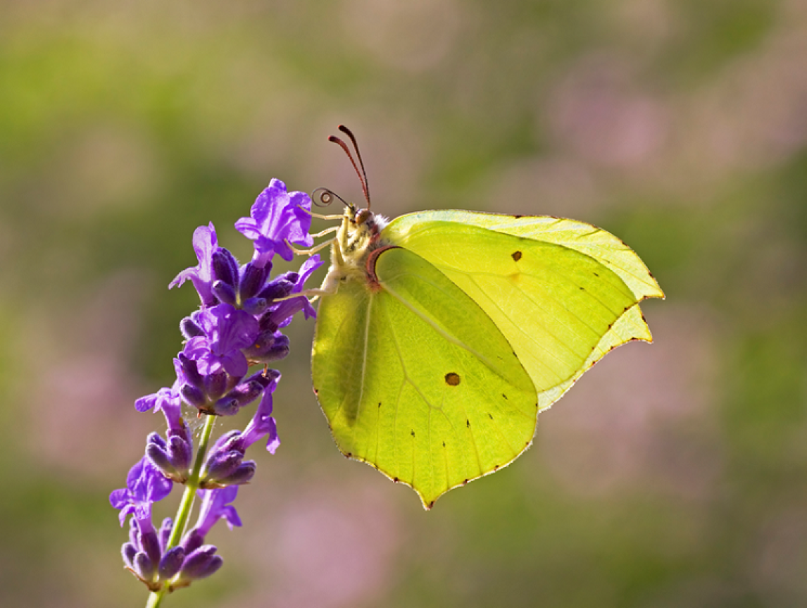 Image of butterfly, Credit: Matt Berry, Butterfly Conservation Trust 