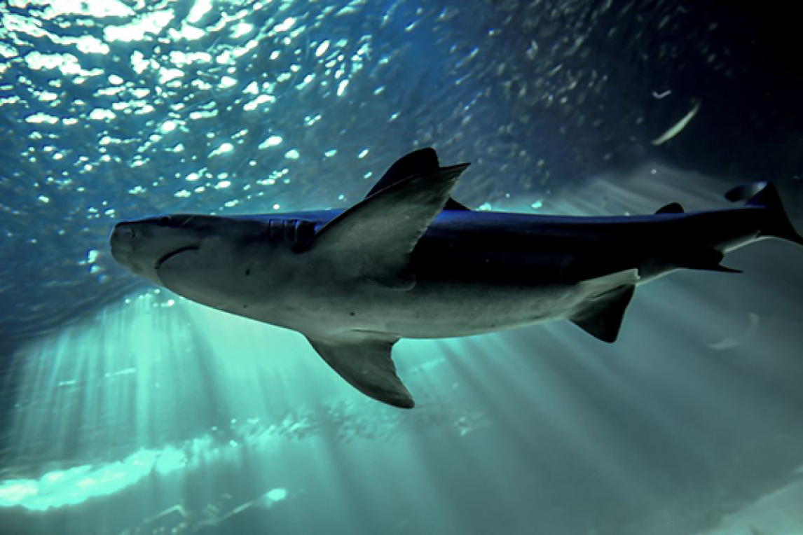 SeaLife Centre shark