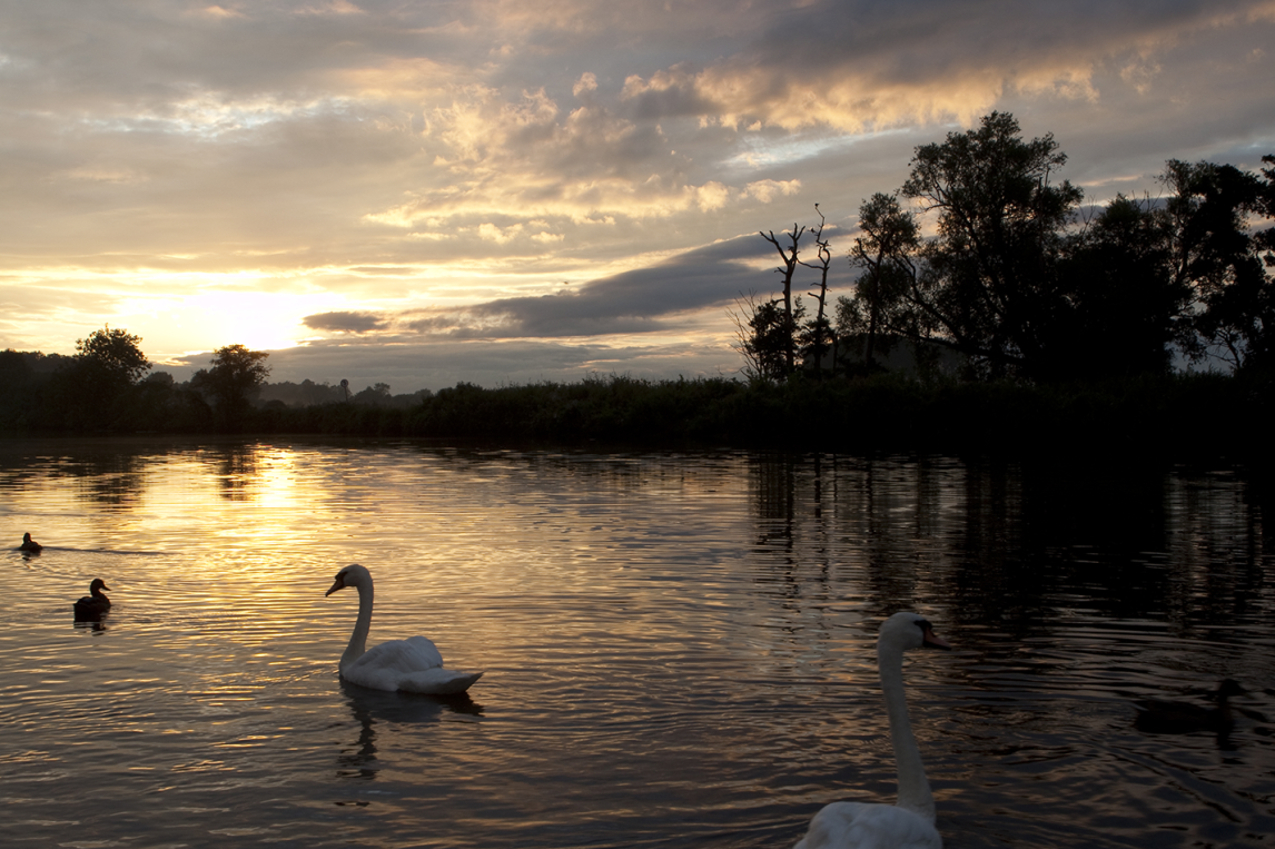 Norfolk Broads swans