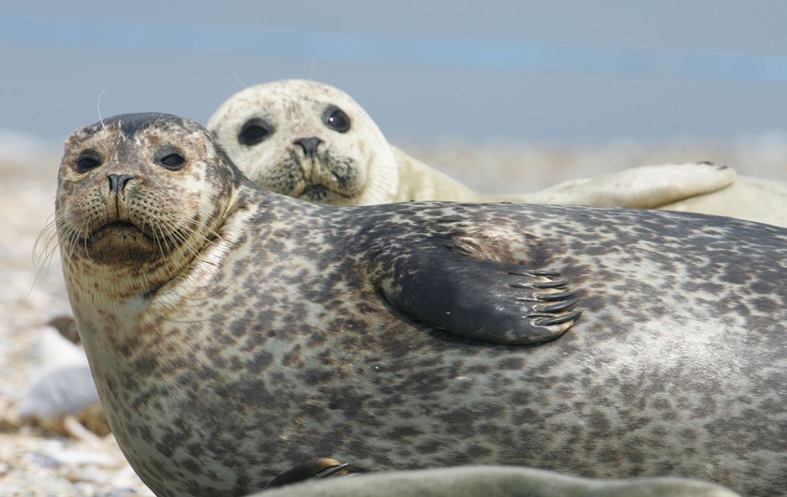 Grey seals at Balkeney Point, Norfolk
