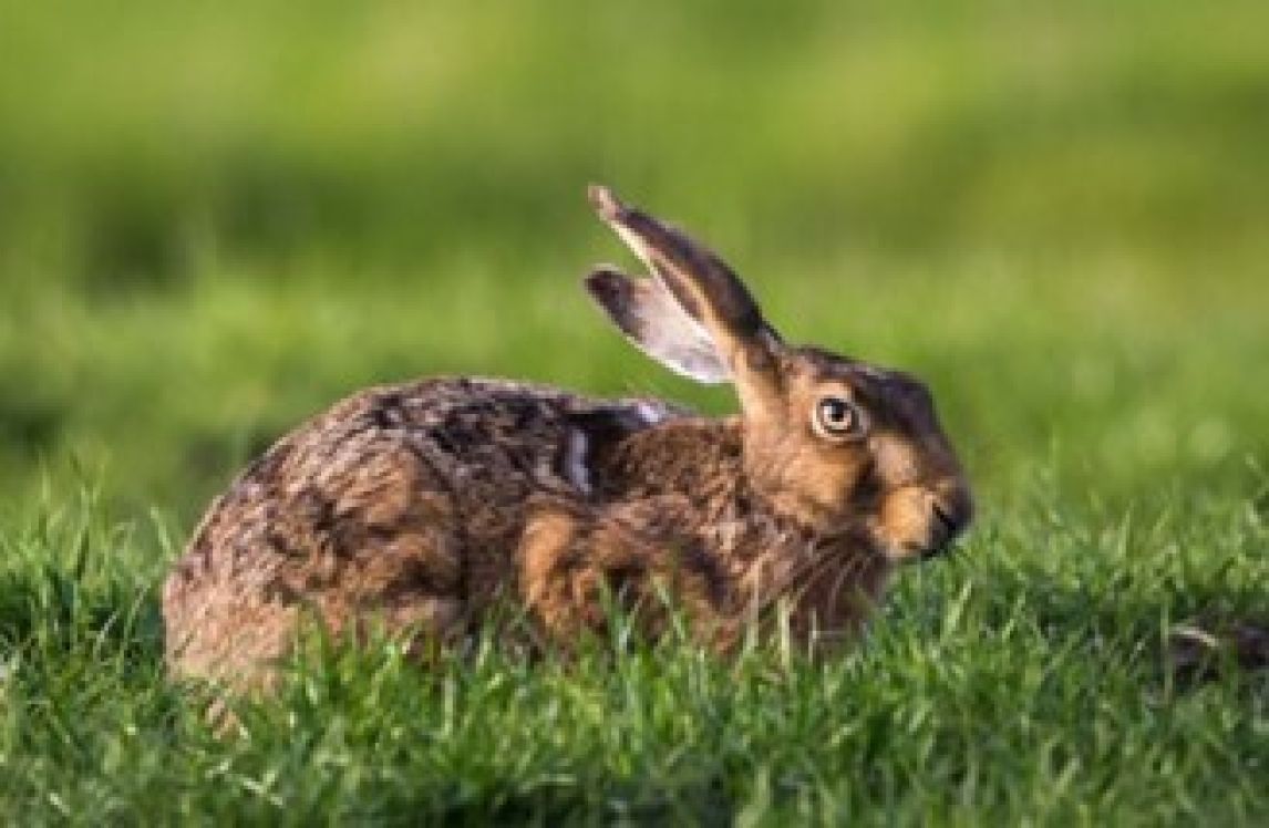 A Hare
