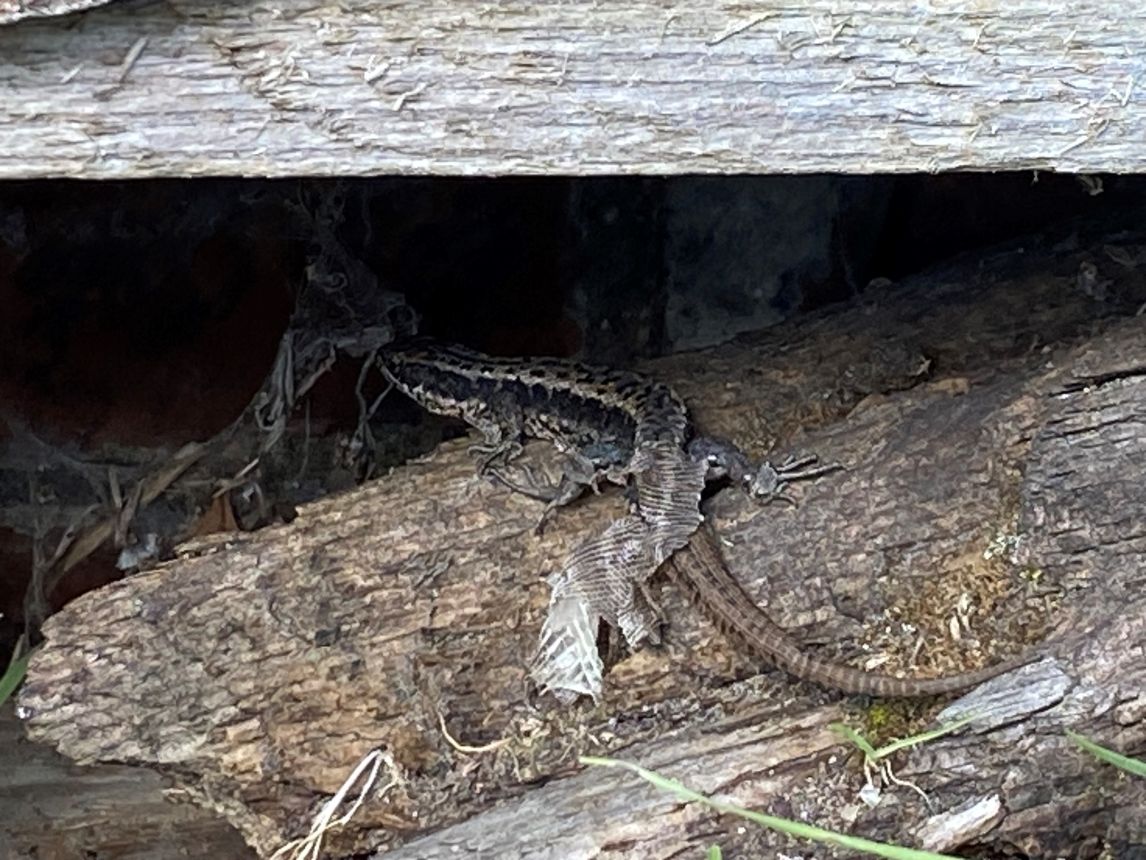 A common lizard spotted basking on a woodpile at Saxmundham station recently. 