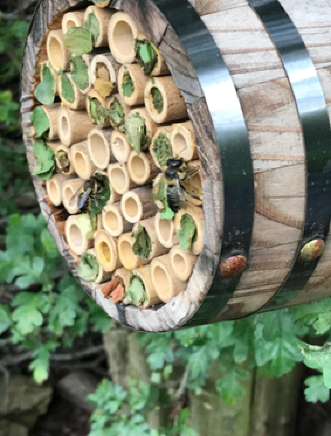 Solitary bees nesting at Westerfield