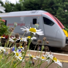 Greater Anglia new train and daisies at Brundall Garden station