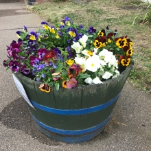 A tub of flowers